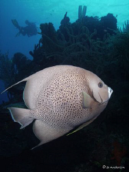 This photo of a Grey Angel was taken while diving at Calv... by Steven Anderson 